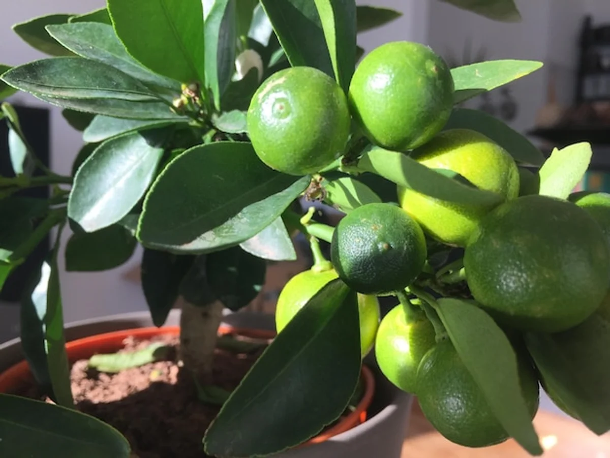 closeup houseplant with citrus peels and healthy green leaves