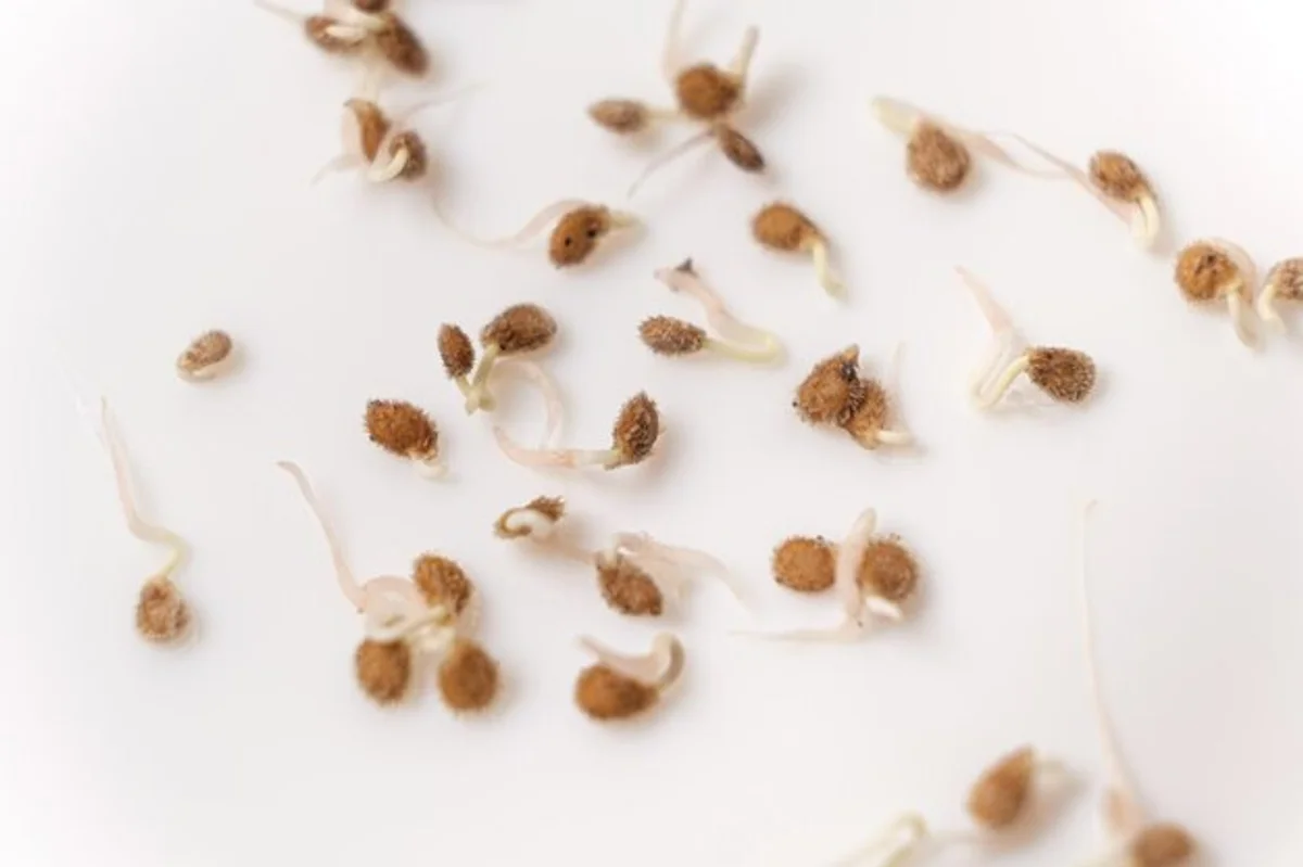 sprouting tomato seeds on wet paper towel