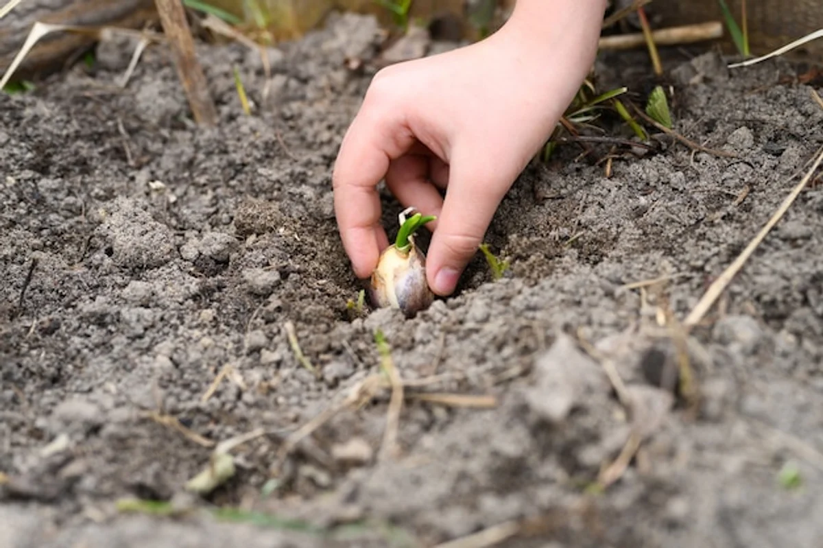hands planting garlic cloves near cucumber seedlings