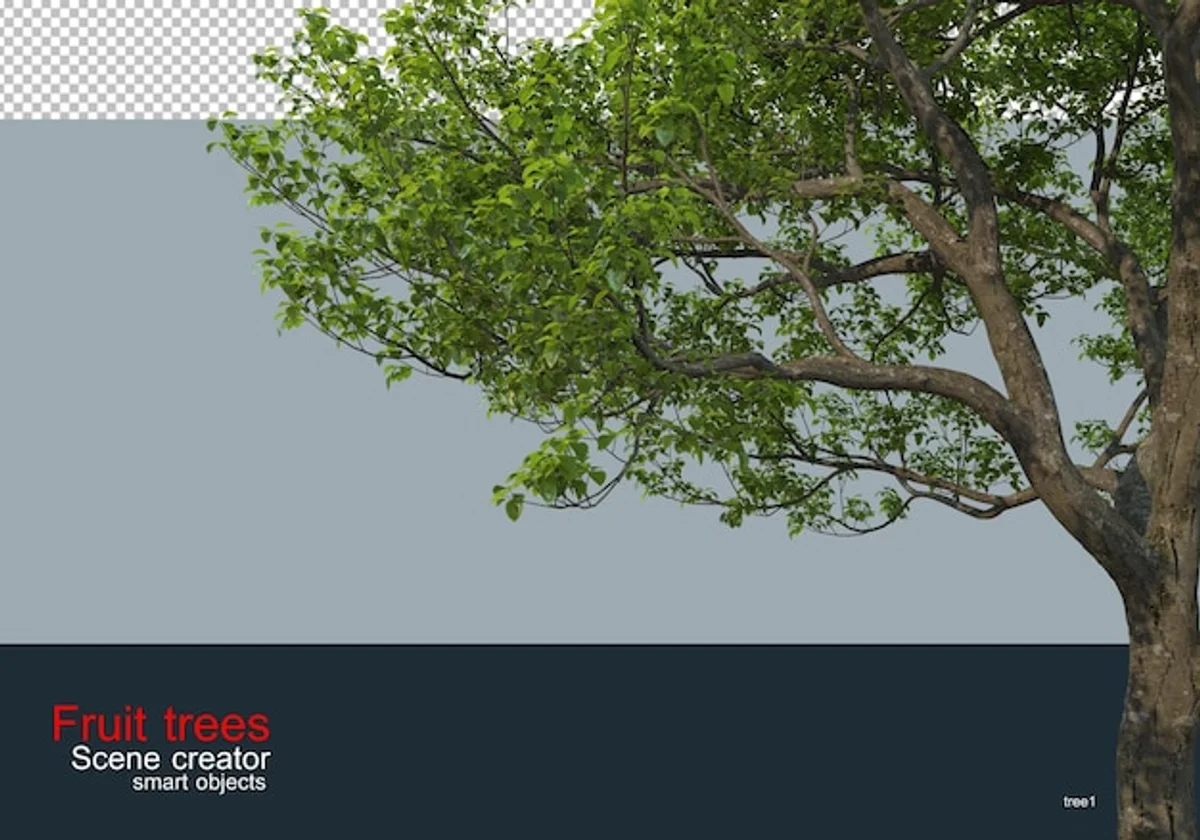 planting fruit tree roots close up garden germany spring