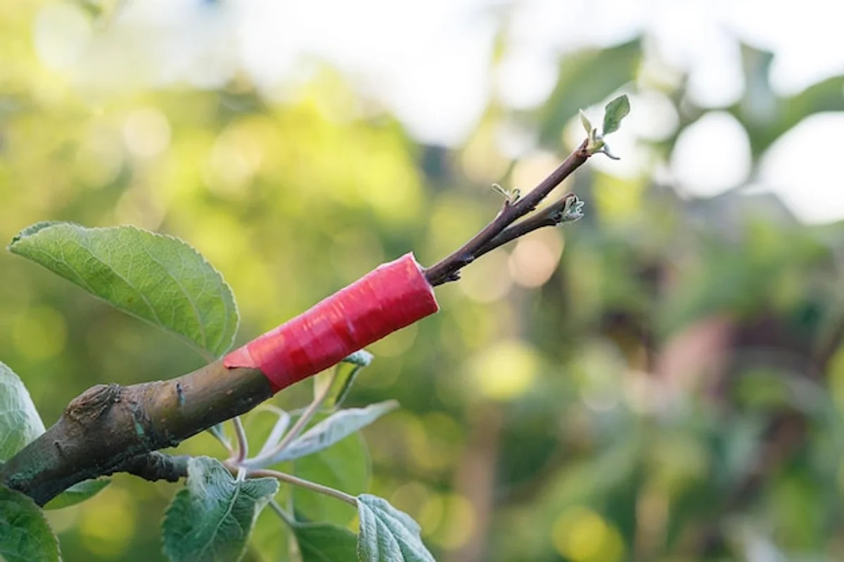 fruit tree planting mistake garden close up roots
