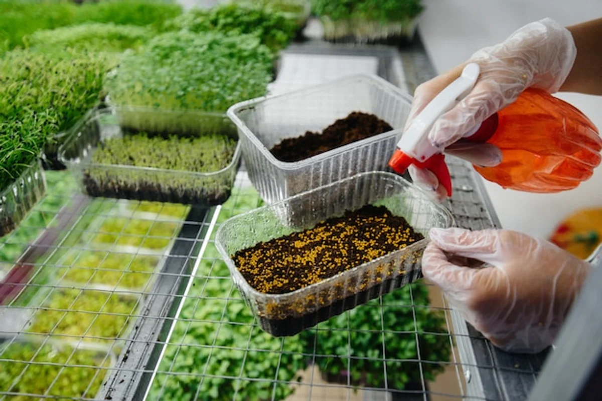 close up healthy vegetable seedlings in greenhouse