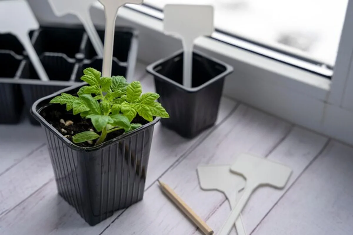 seedlings in peat pots on sunny window sill