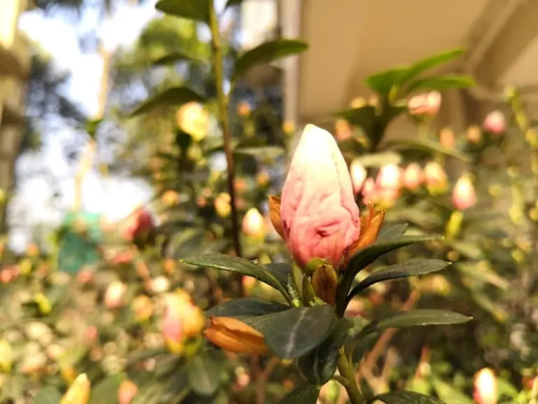 german homegrown vegetables healthy garden lifestyle