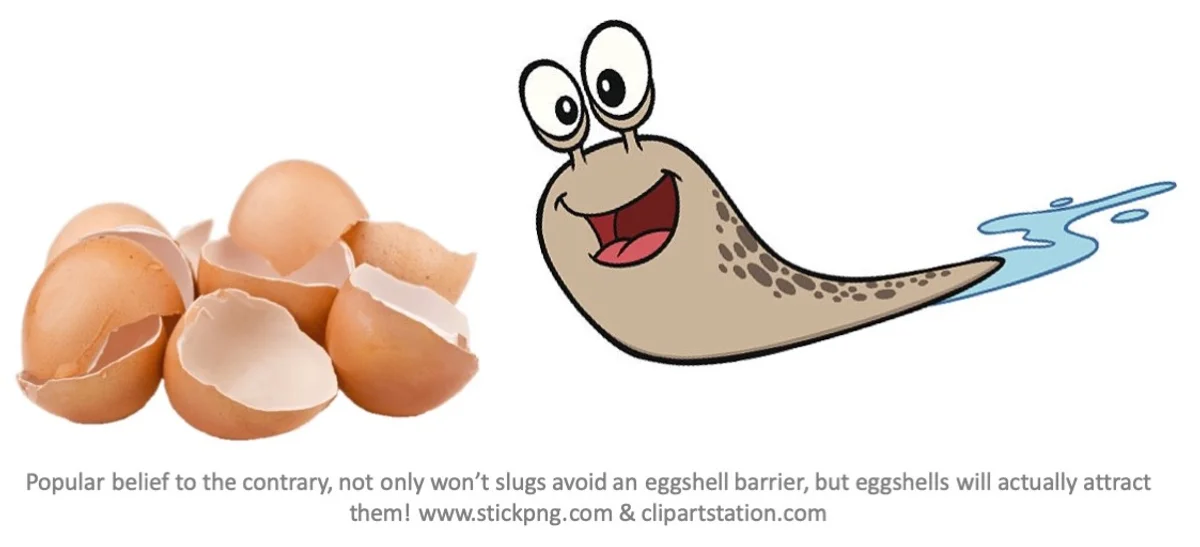 eggshells slug barrier home garden
