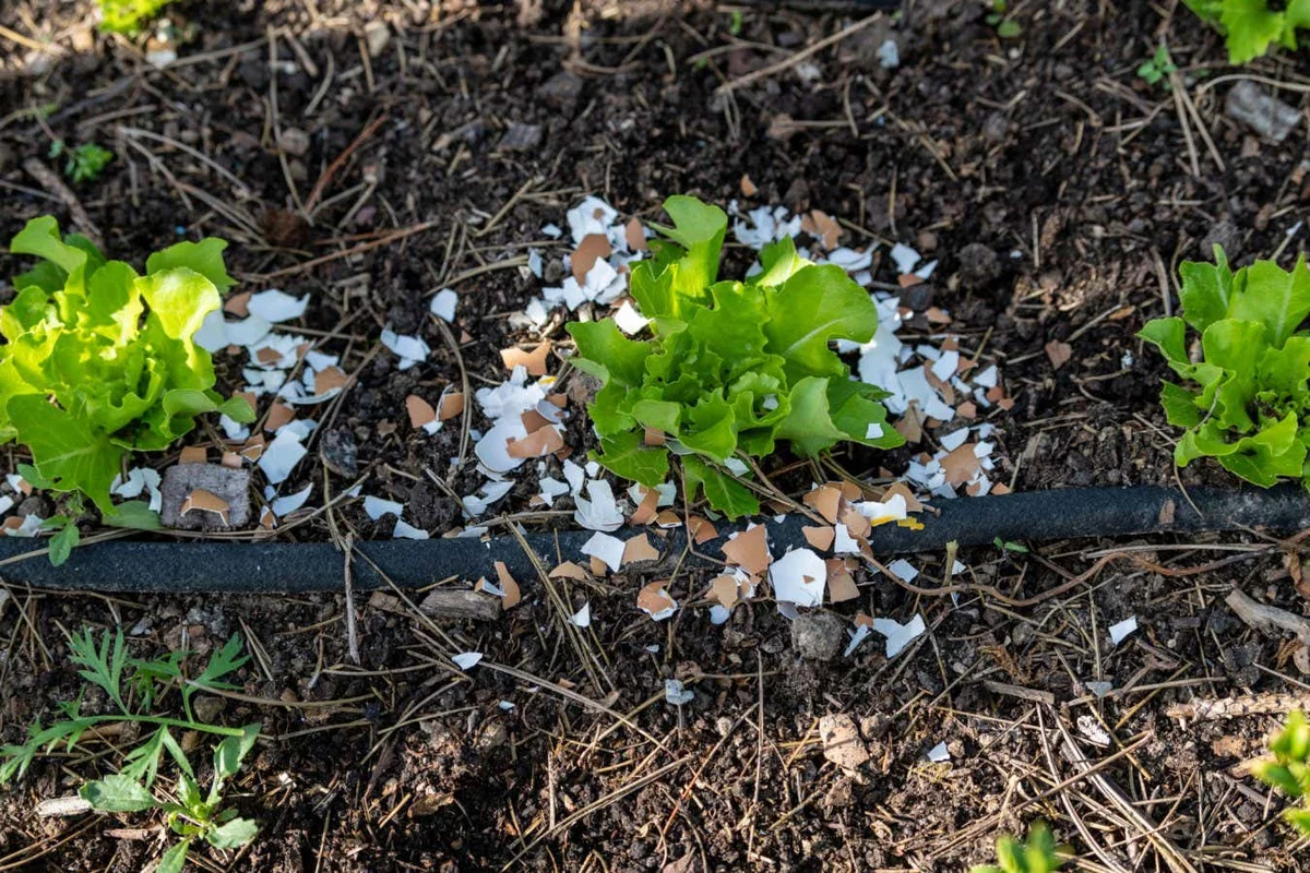crushed eggshells in garden against slugs