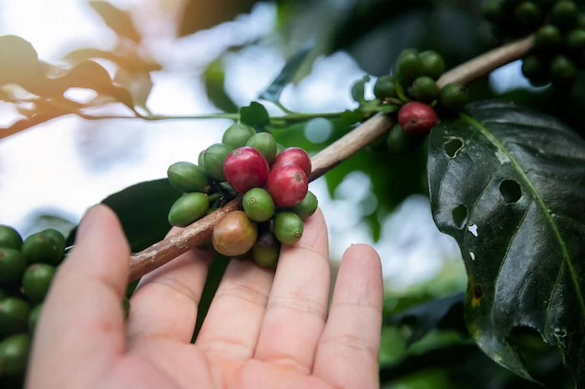 coffee grounds fertilizing fruit tree