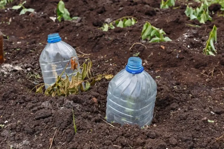 garlic protects garden from snails