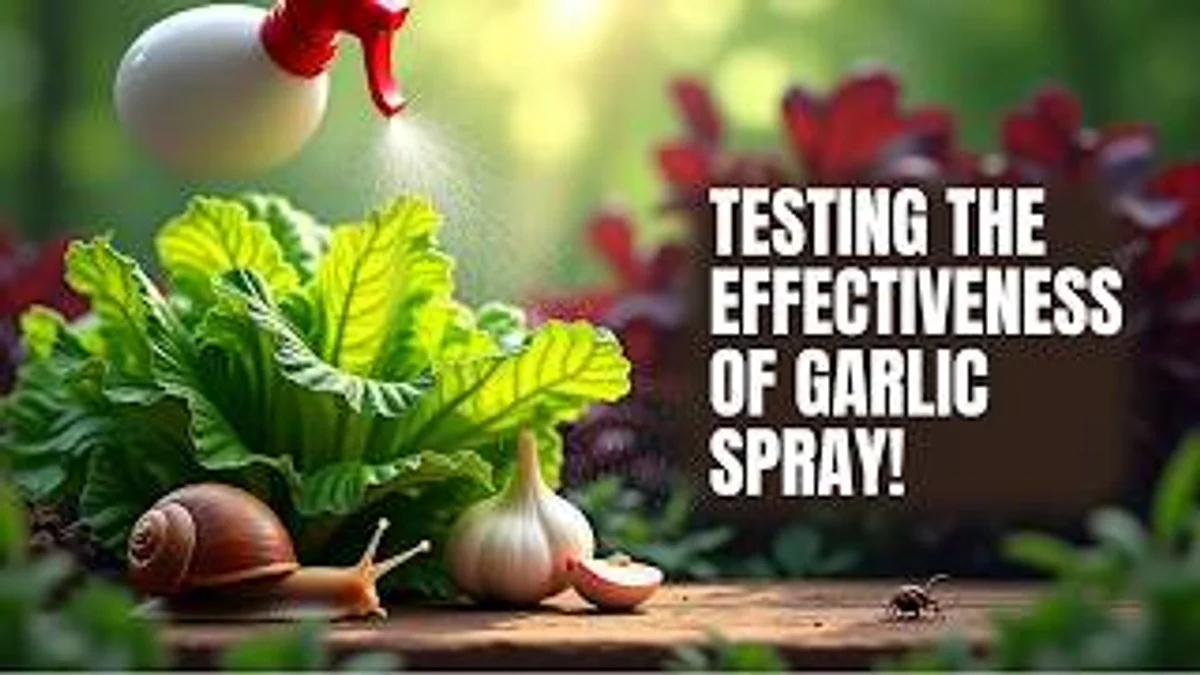 snail infestation garden garlic solution