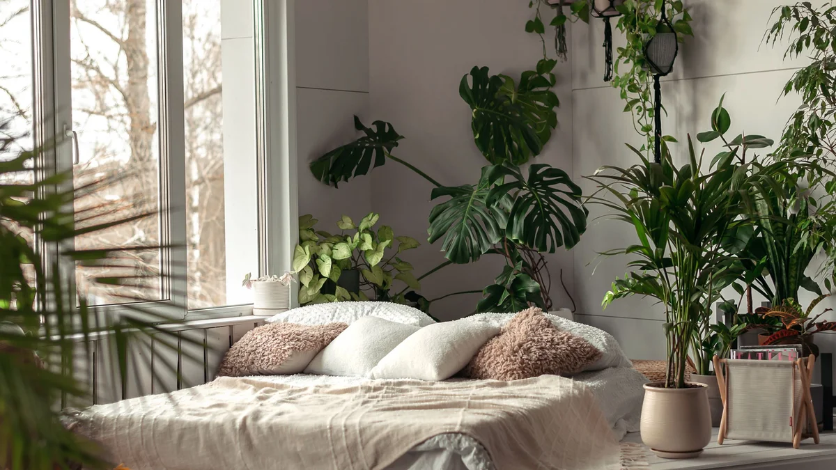 monstera and ficus plants in modern german apartment