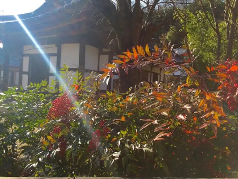 autumn leaves mulch garden close-up Germany