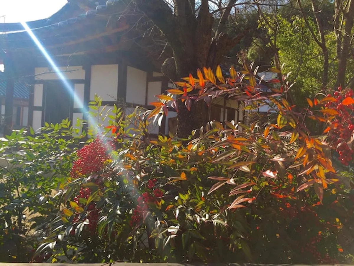 autumn leaves mulch garden close-up Germany