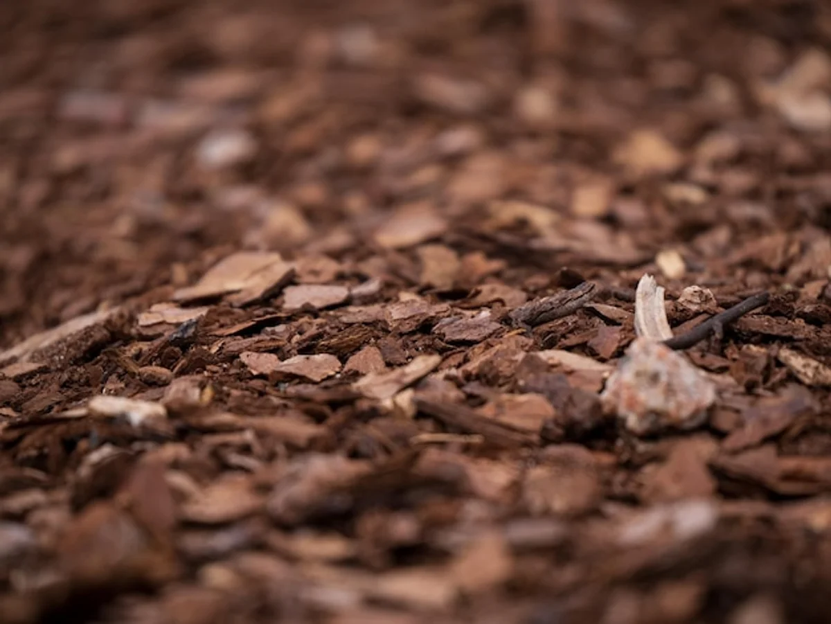 close-up autumn leaves mulch garden