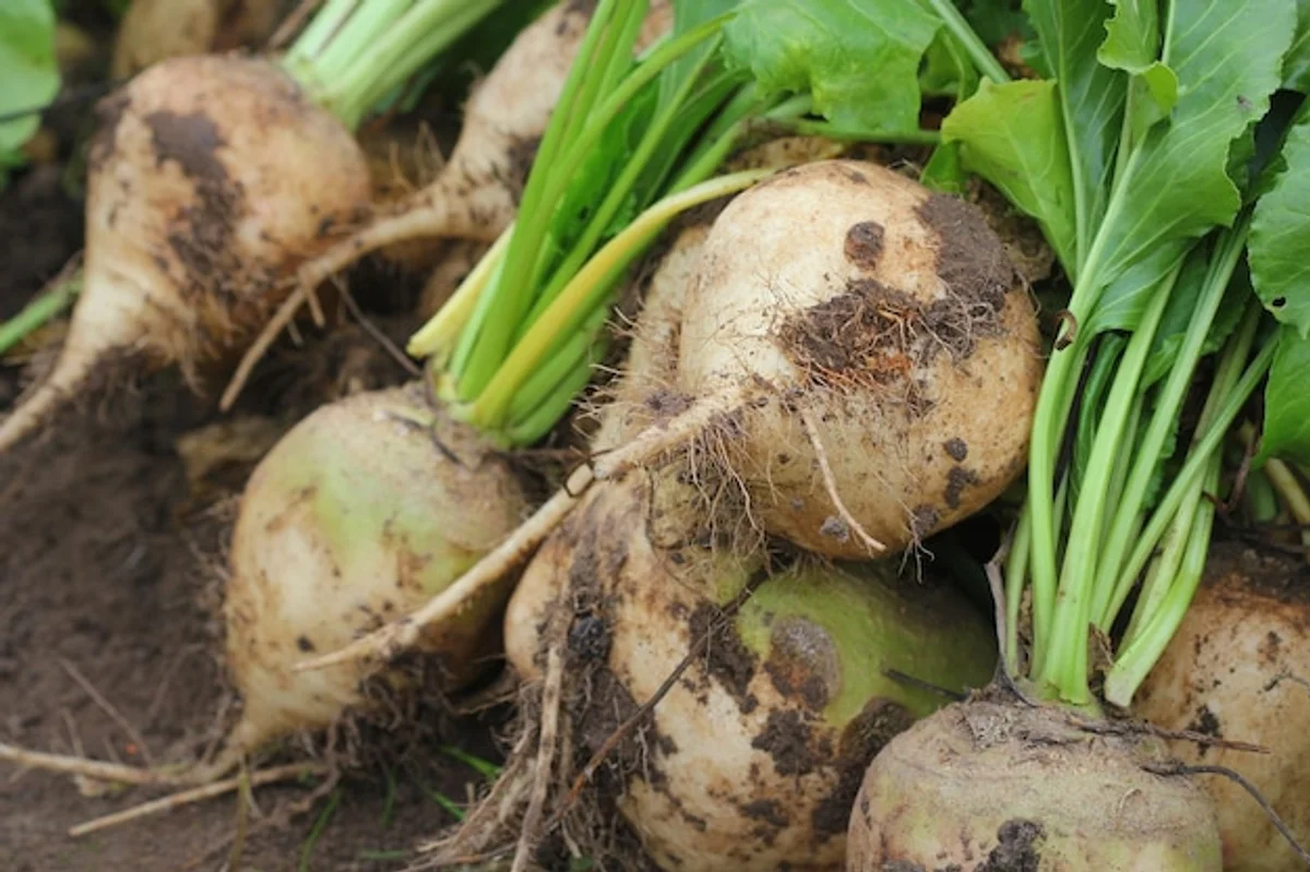German homegrown vegetables garden closeup healthy