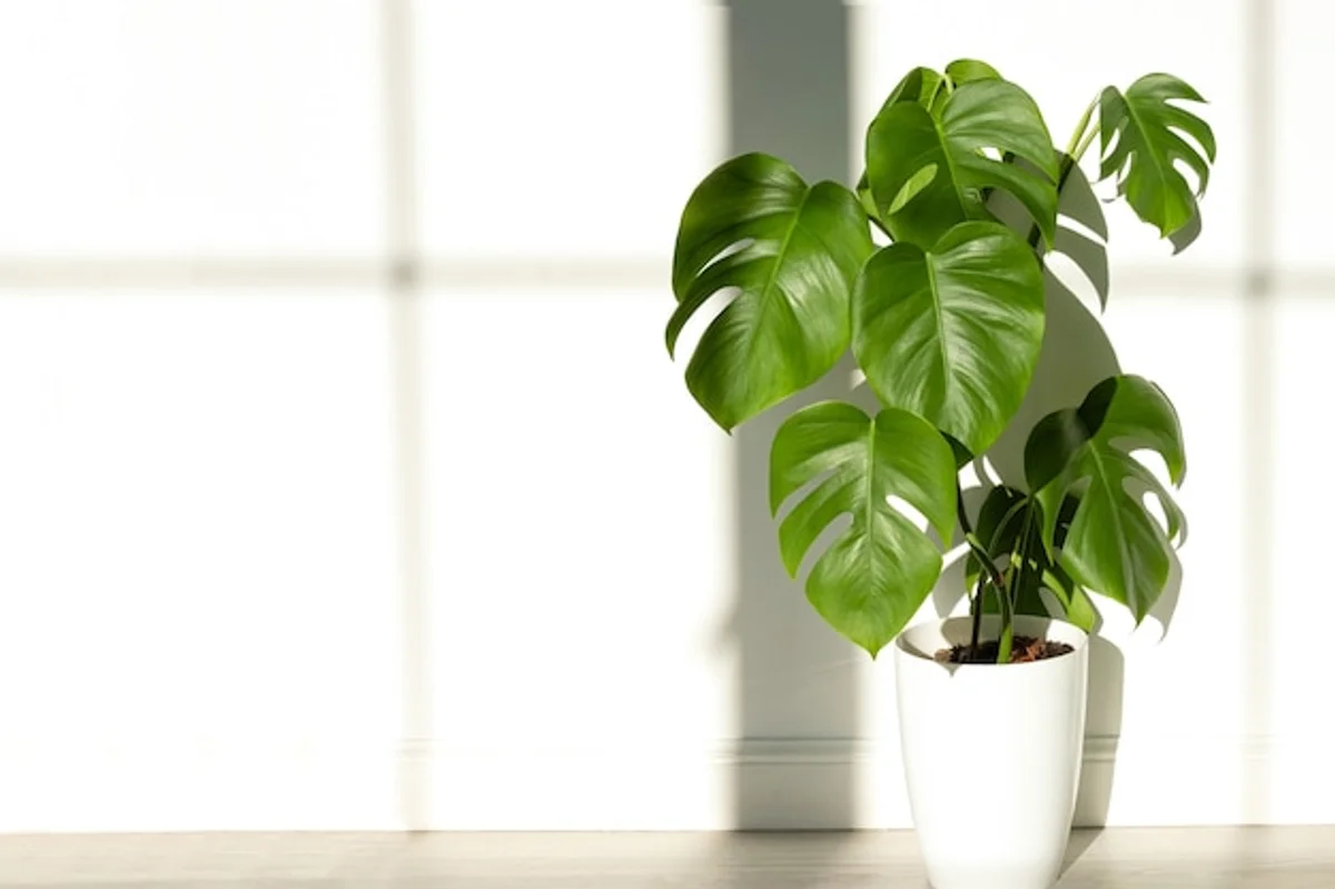 monstera plant bright indirect sunlight