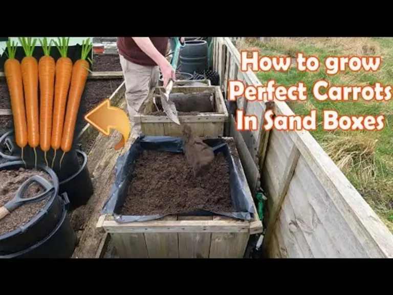 organic carrot harvest garden sand soil trick