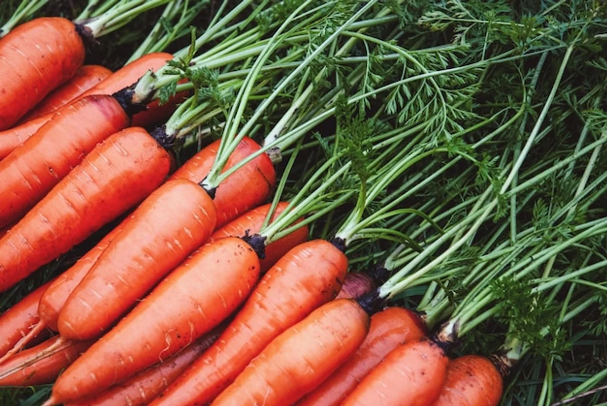 close-up organic carrot garden rows