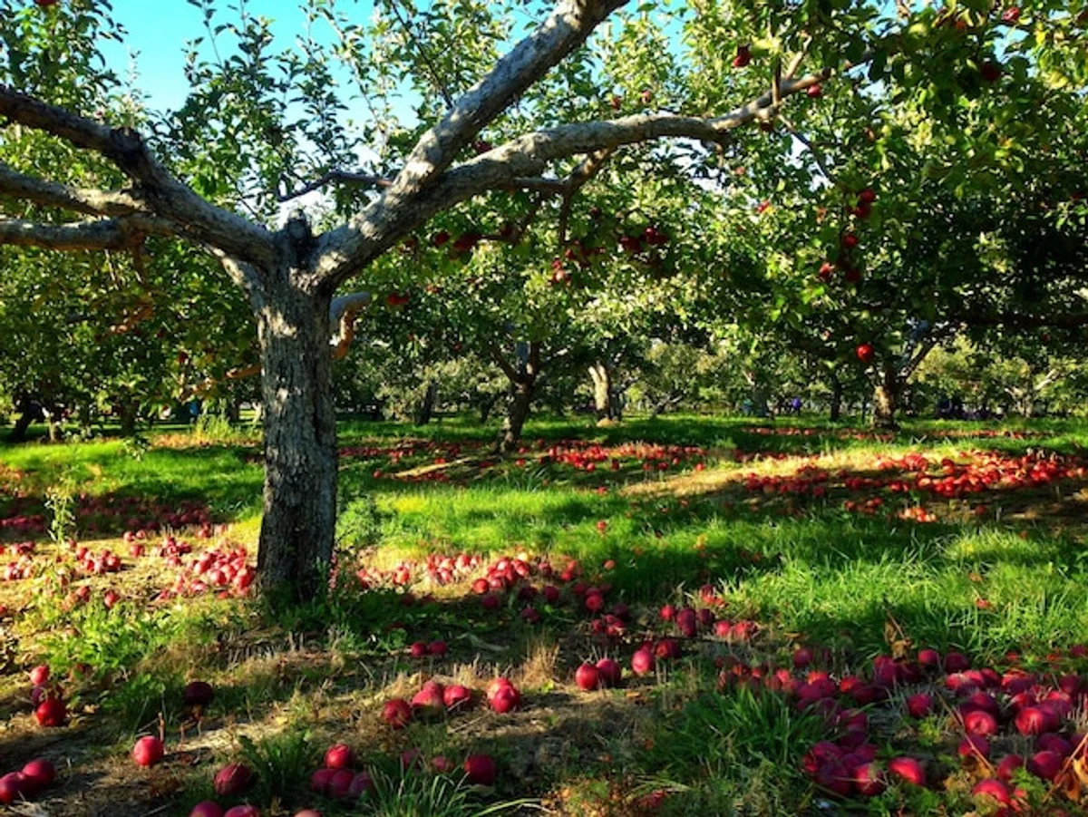 apple vs pear trees in german garden