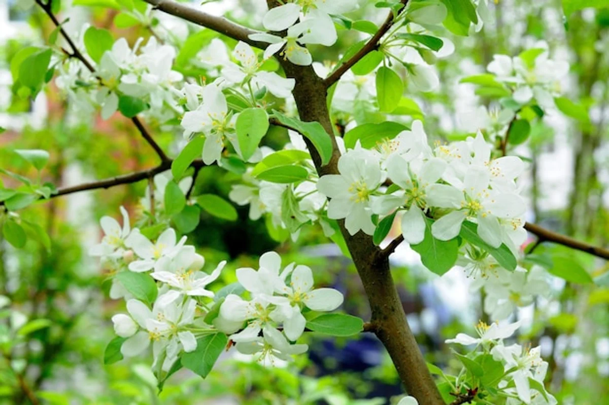 apple tree in blossom german garden spring