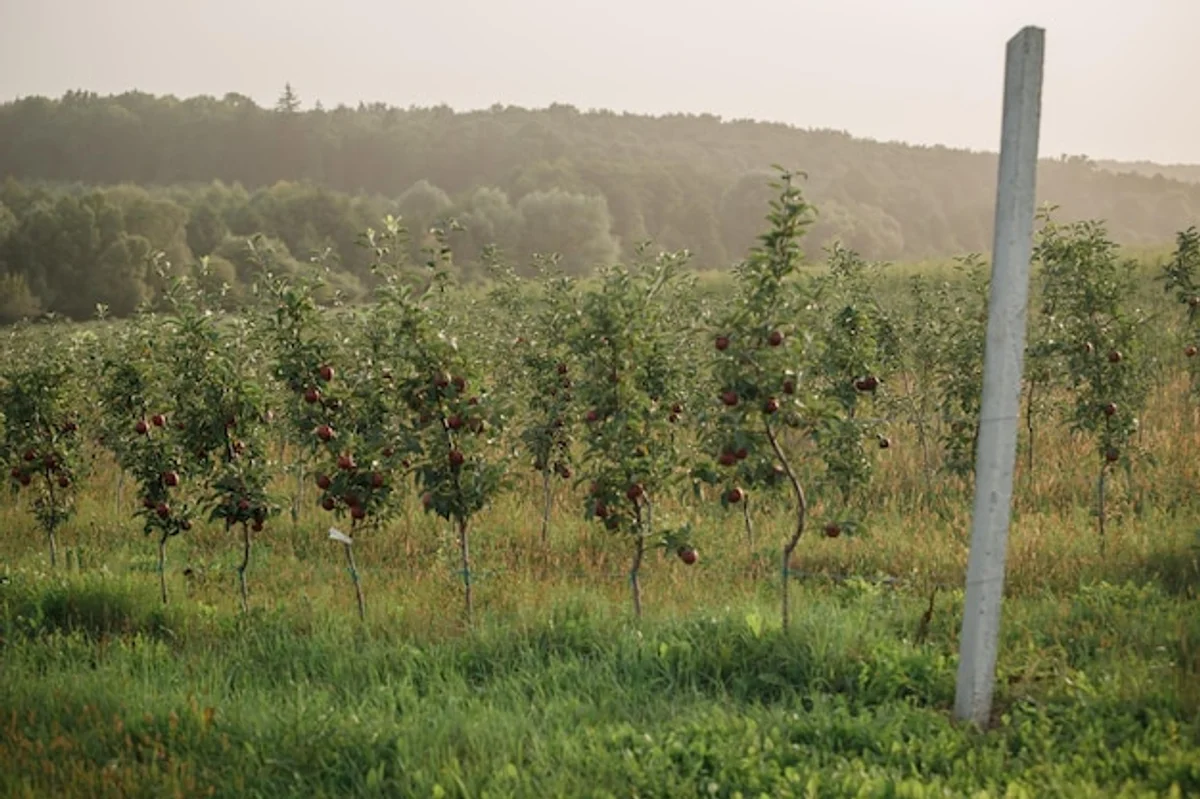 pear tree old orchard germany summer