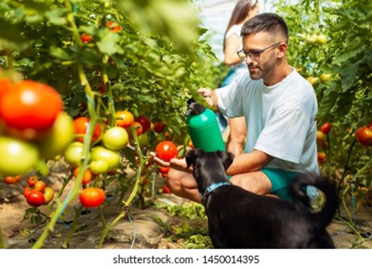 Spraying herbal tea onto tomato plants in a German allotment garden