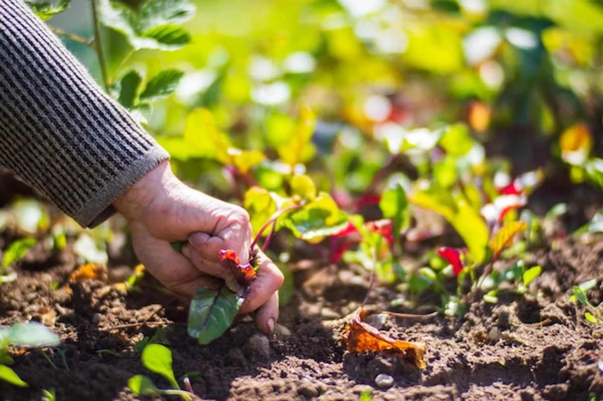 organic vegetable garden hands harvest soil