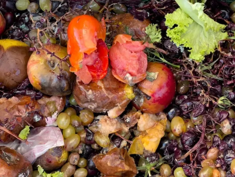 banana peel tomato plant natural garden fertilizer