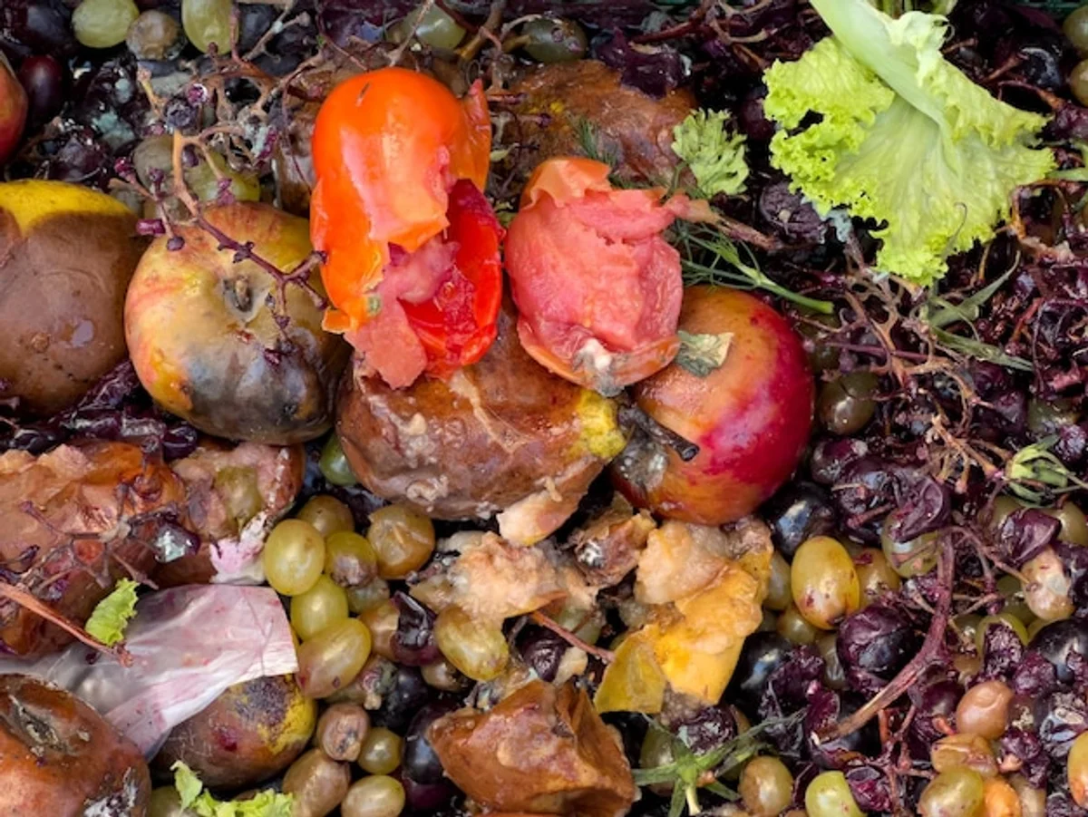 banana peel tomato plant natural garden fertilizer