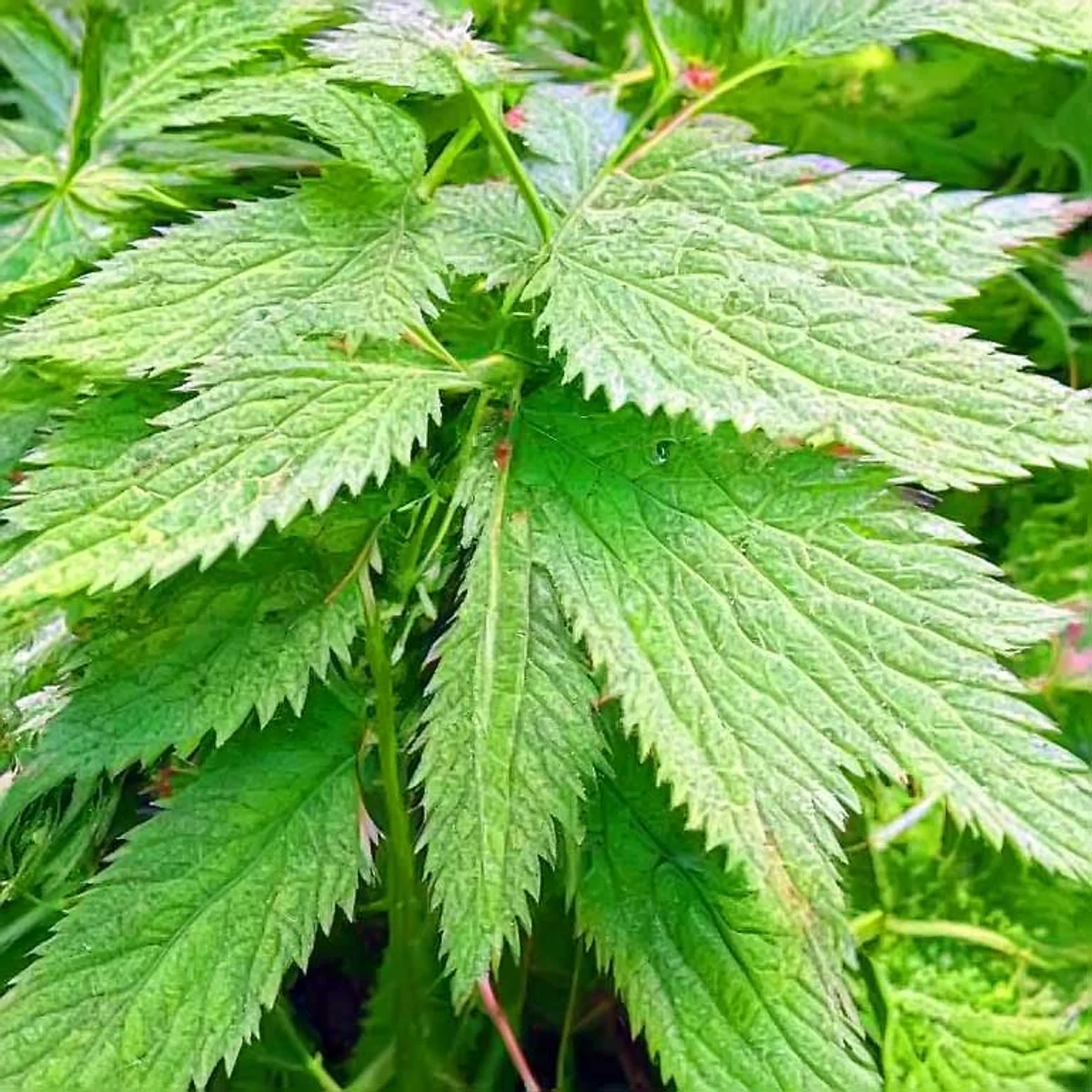 natural pest control garden garlic nettle brew