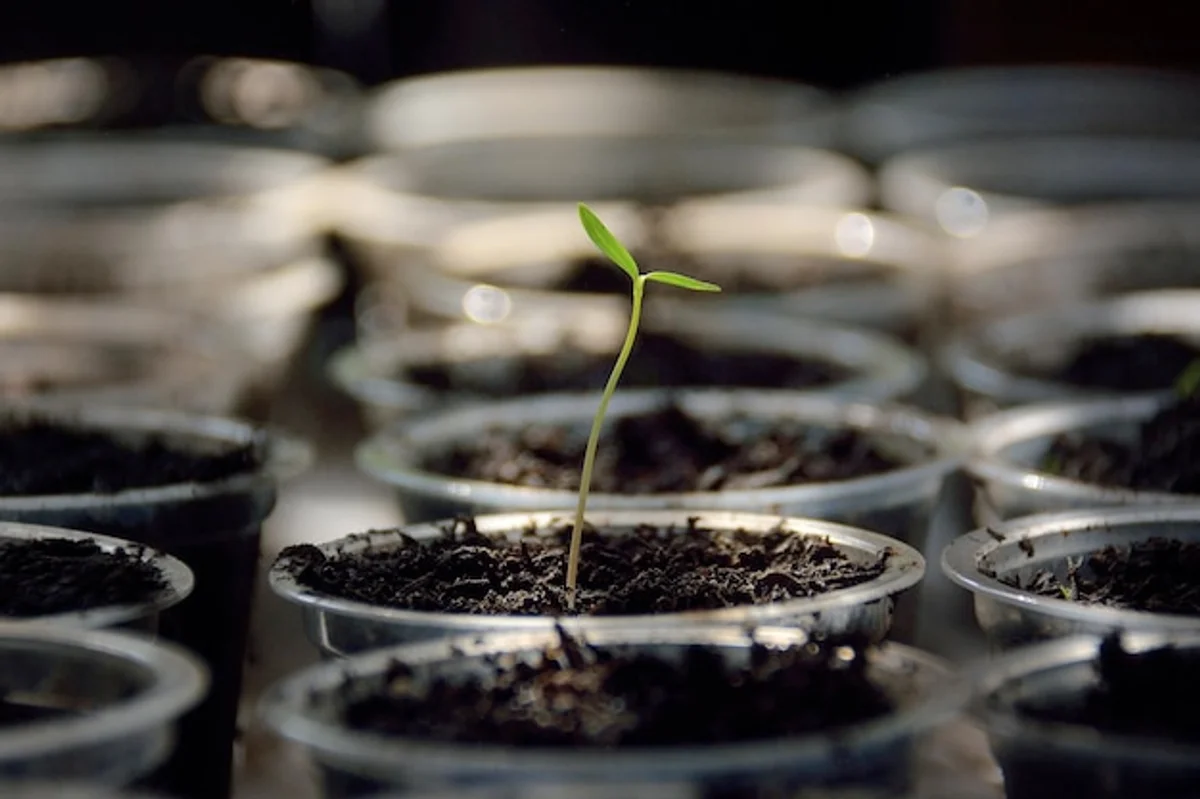 germinating seeds indoors macro