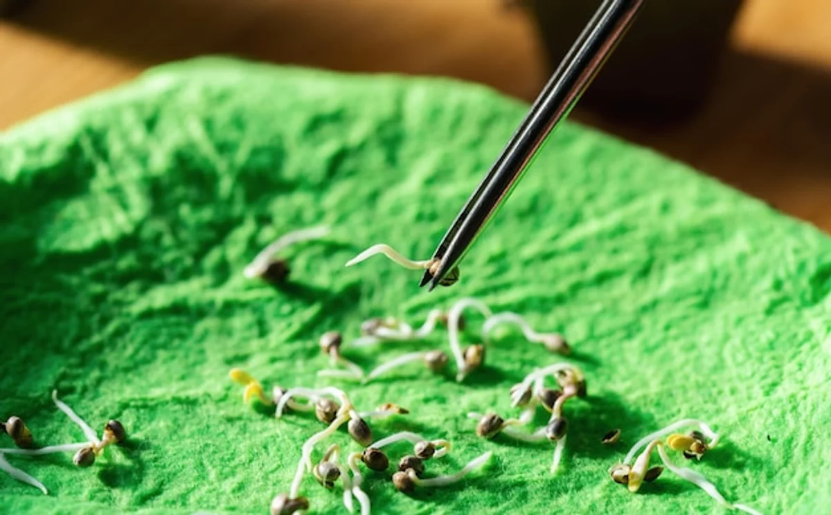 home gardener checking sprouted seeds with tweezers
