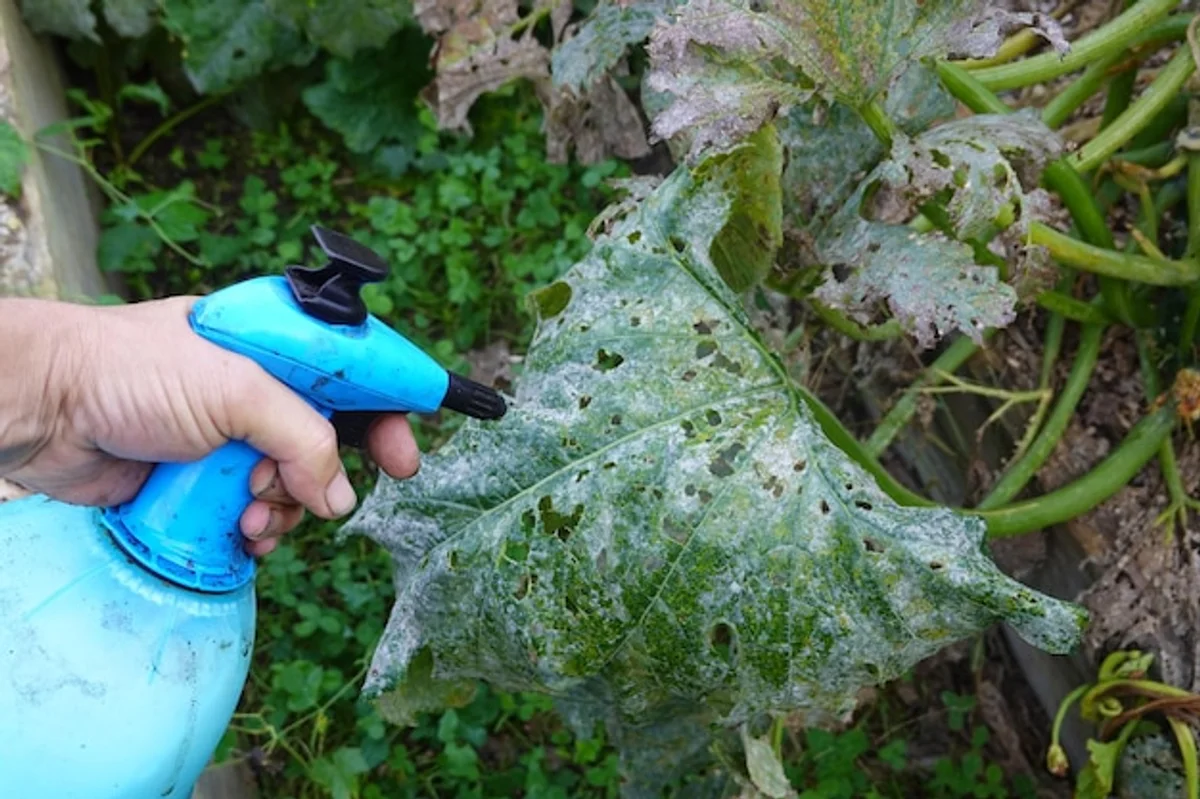 zucchini plant with mildew close up garden