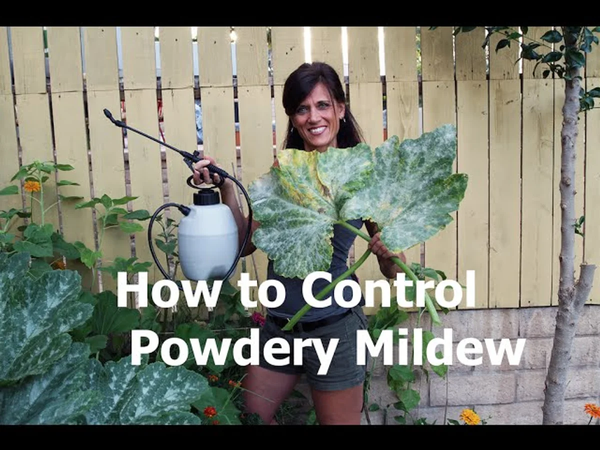 homemade milk spray for zucchini garden prevention