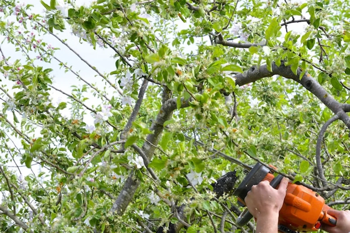 Fruit tree pruning mistake spring garden