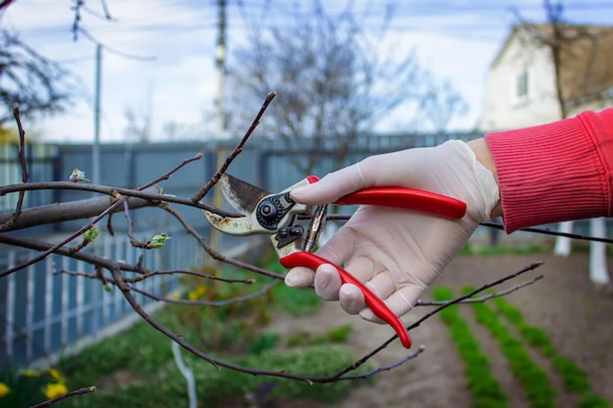Clean pruning tools fruit trees spring