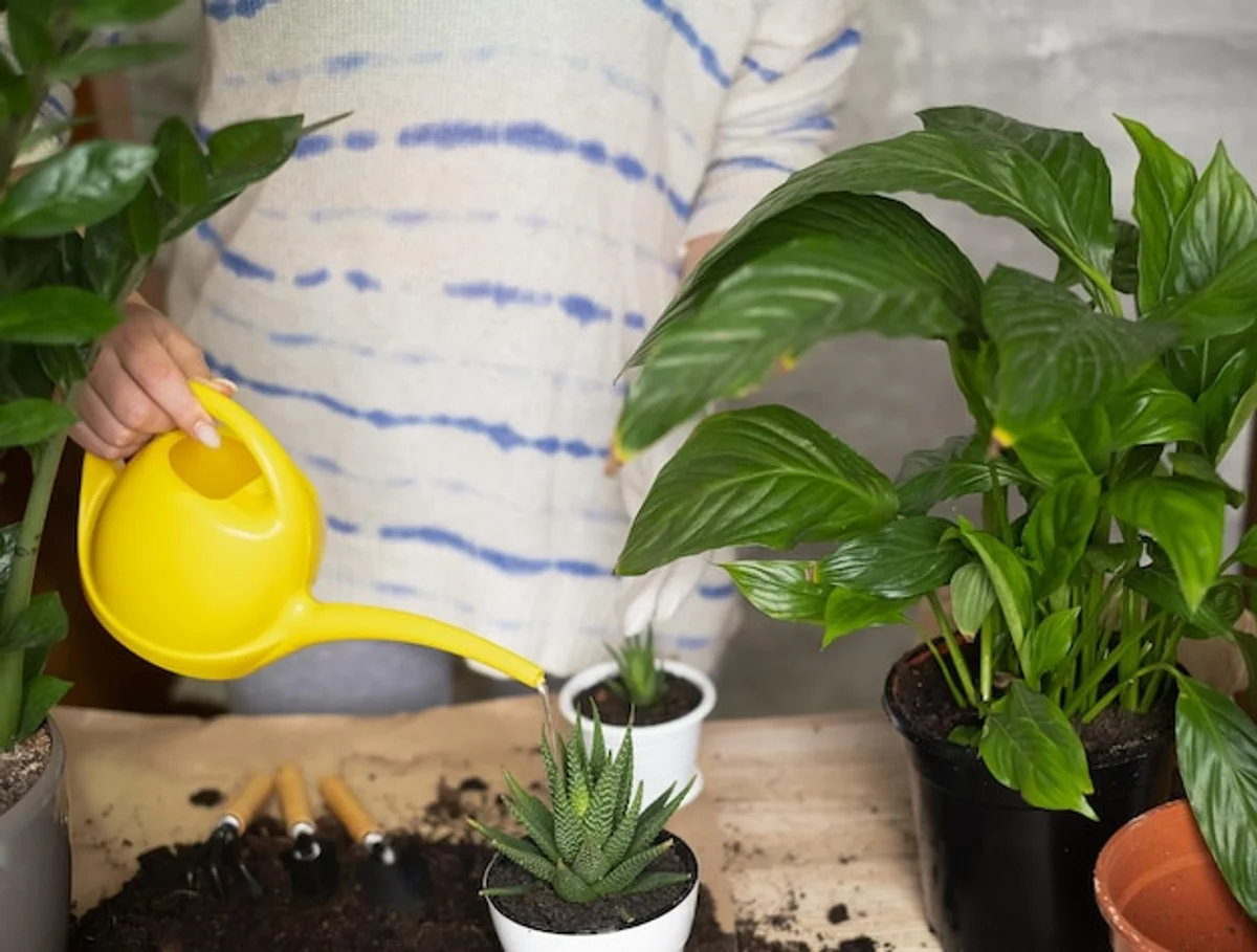 overwatered houseplant sad