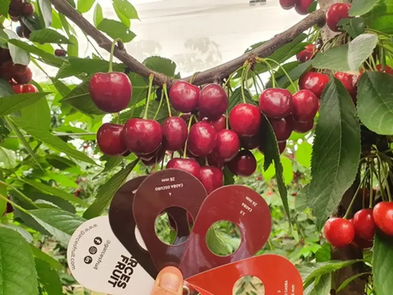 cherry and plum tree harvest with compost mulch germany