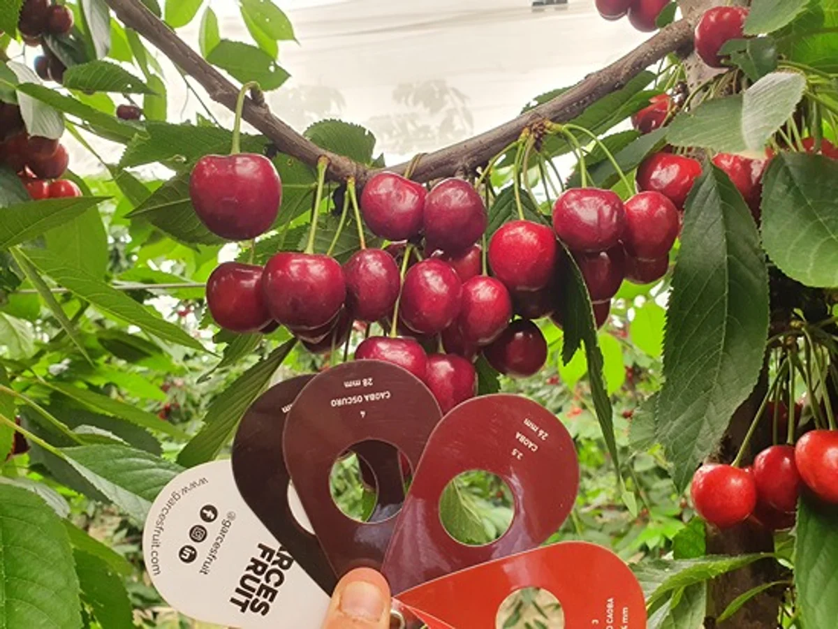 cherry and plum tree harvest with compost mulch germany