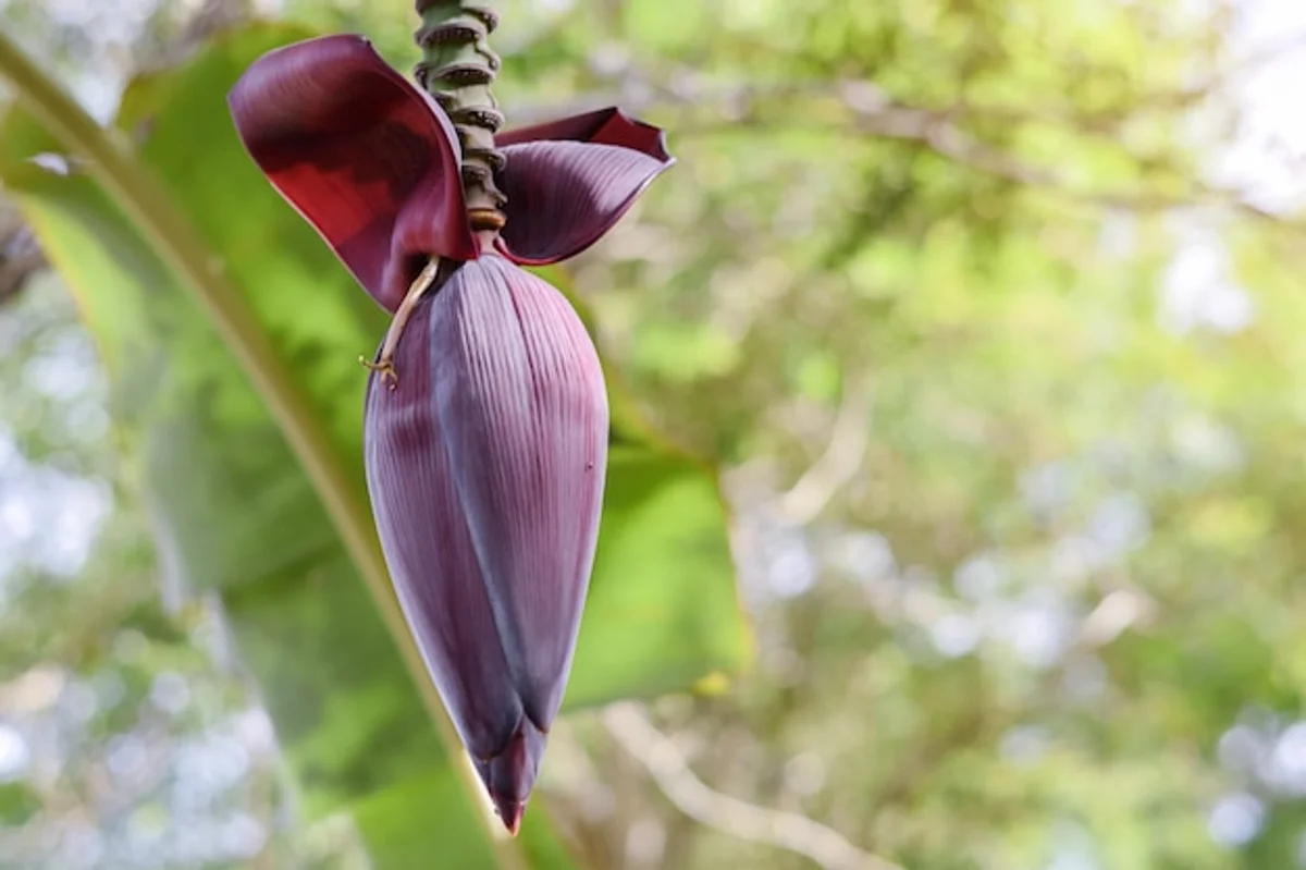 banana peels garden blooming flowers