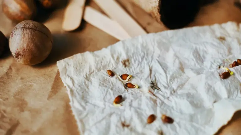 testing viability of old seeds on kitchen towel