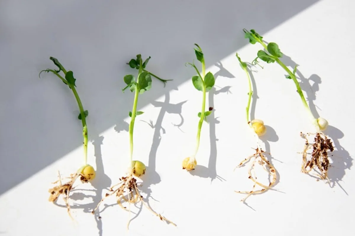 old seeds testing sprouting kitchen towel