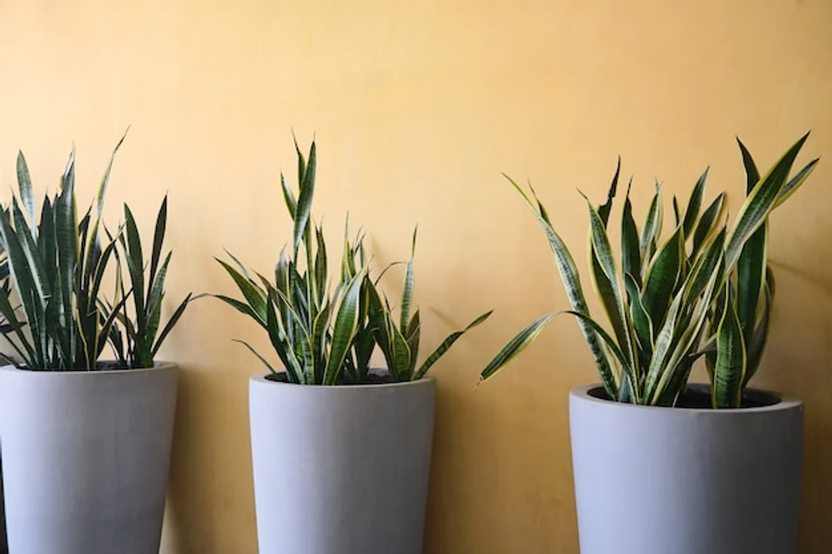 sansevieria plant air purification home interior