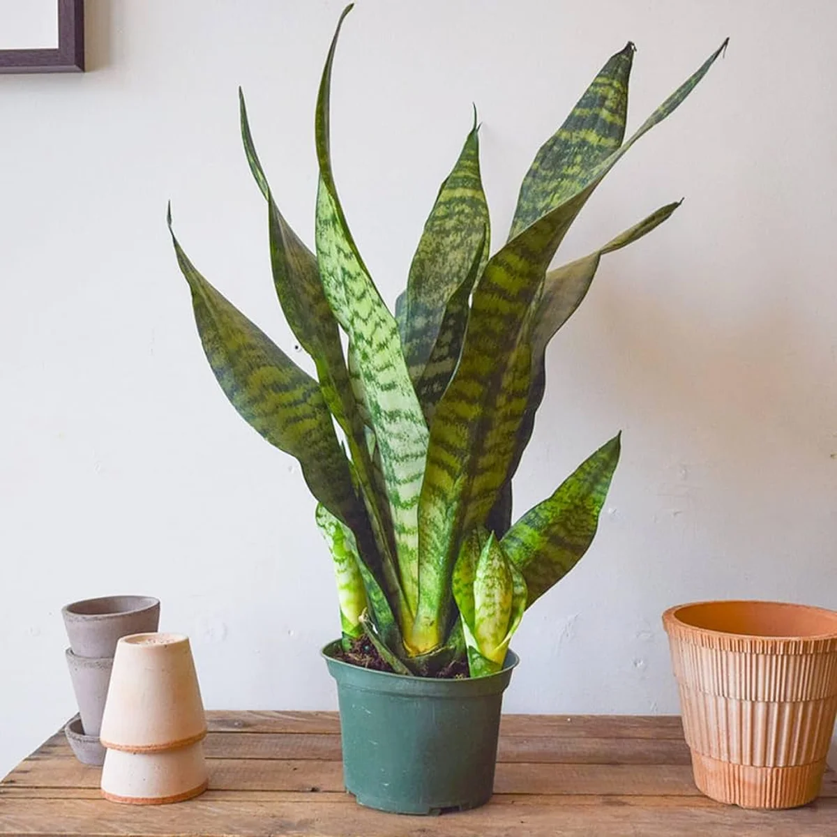 sansevieria bedroom night air oxygen plant