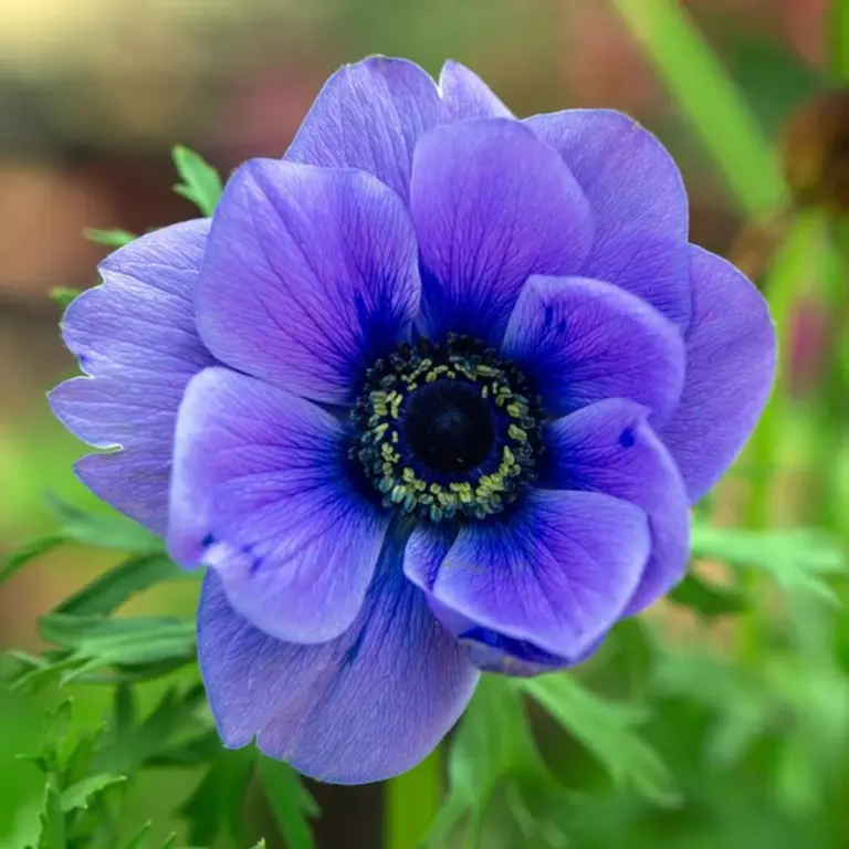 unique perennial flowers for garden germany