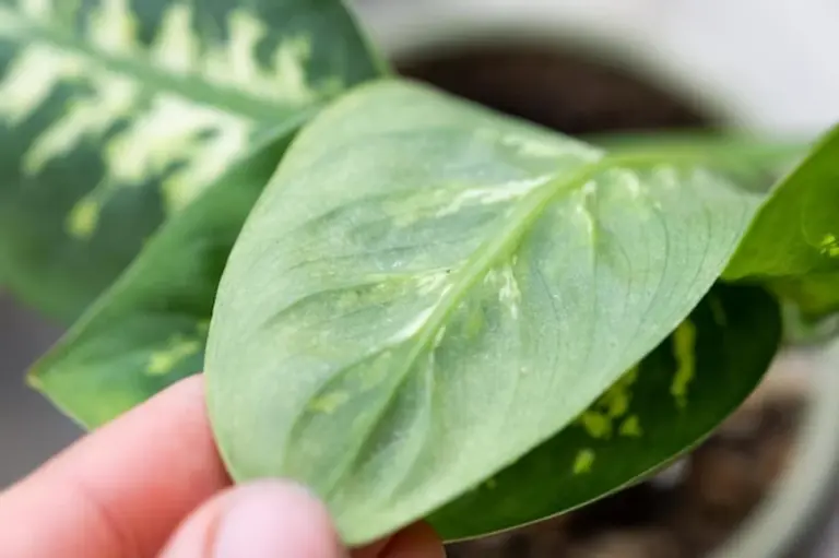 aphids on house plants prevention natural remedies