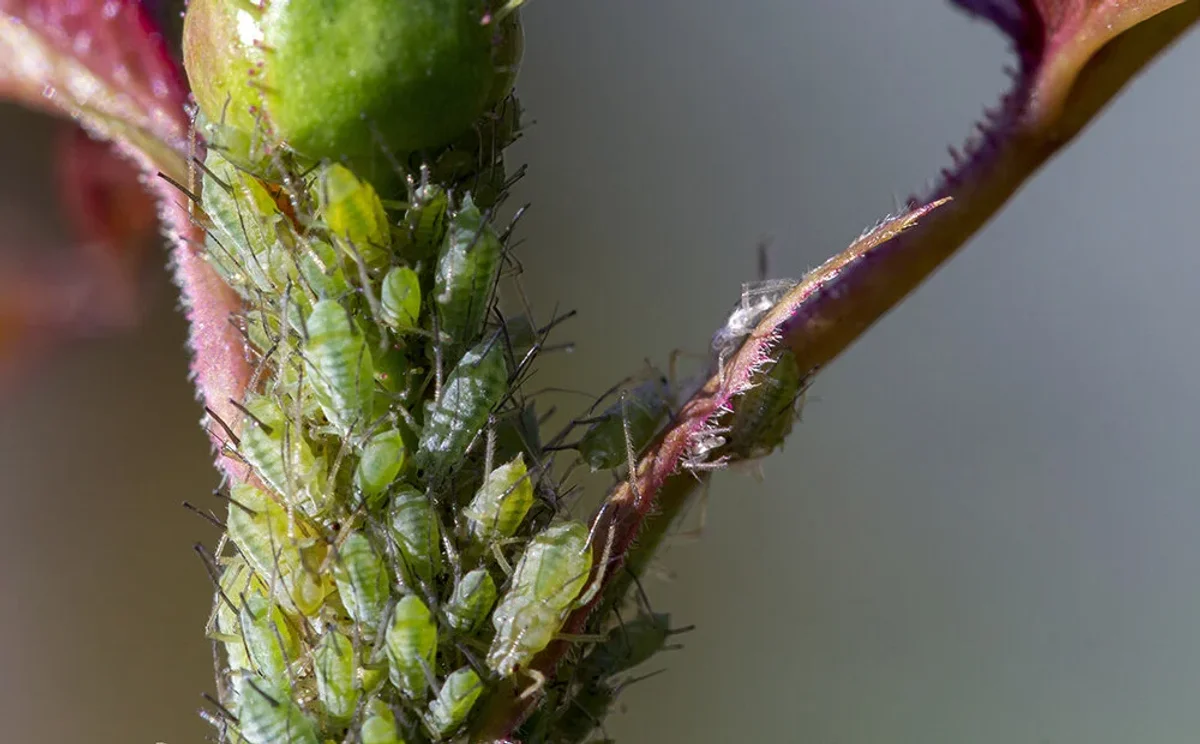close up pest aphids on decorative houseplants living room