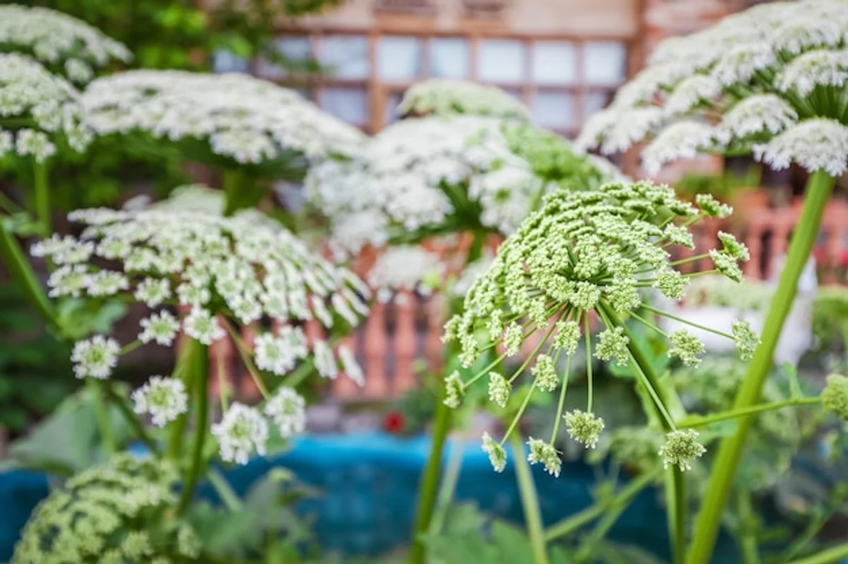 herbs in flower bed against pests