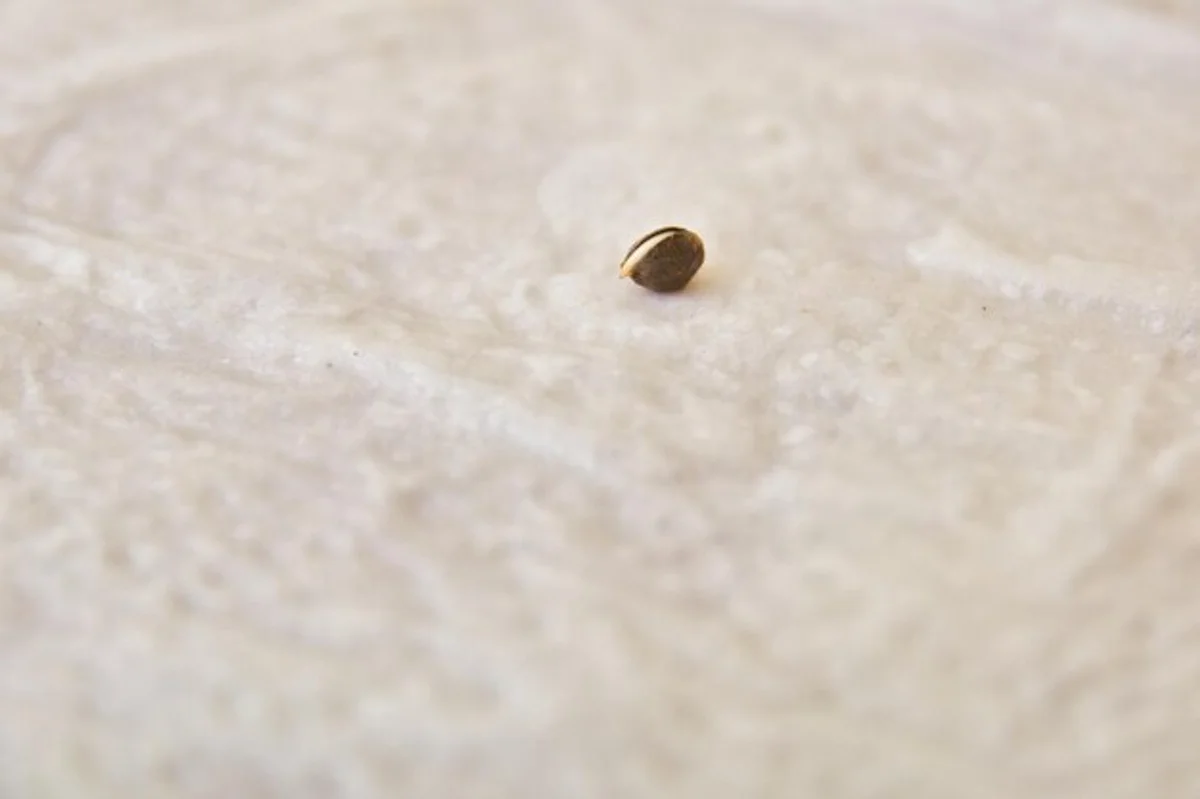 germinating seeds paper towel close up