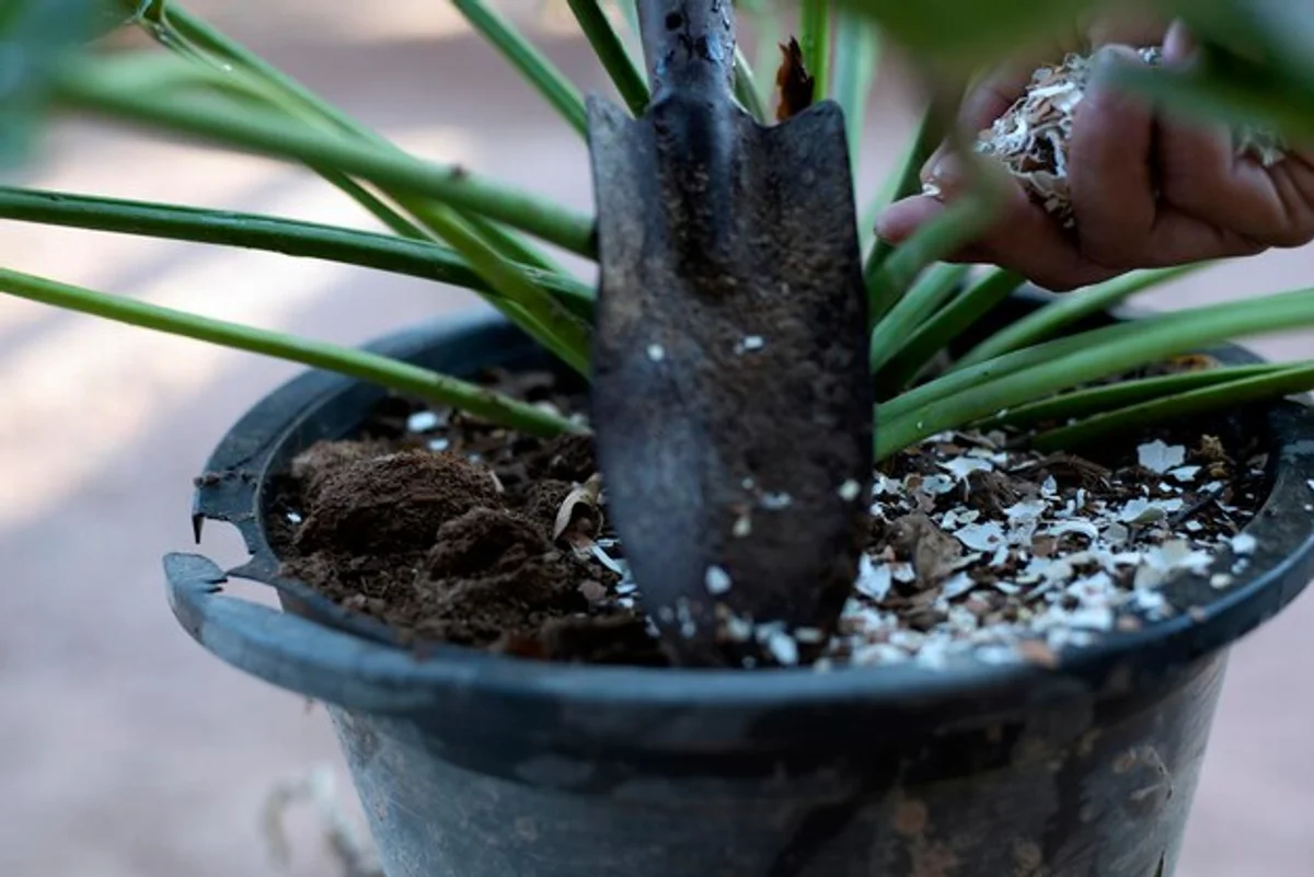crushed eggshells in garden over soil
