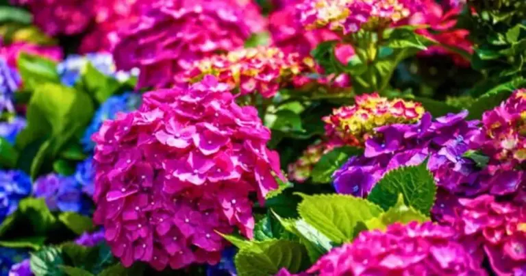 banana peel hydrangea garden color vibrant
